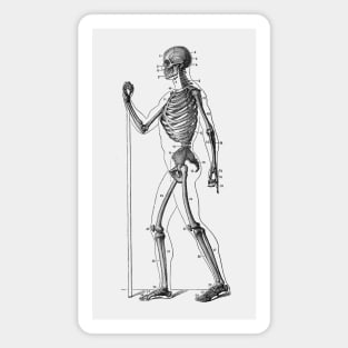 Side View Skeletal Diagram - Vintage Anatomy Magnet